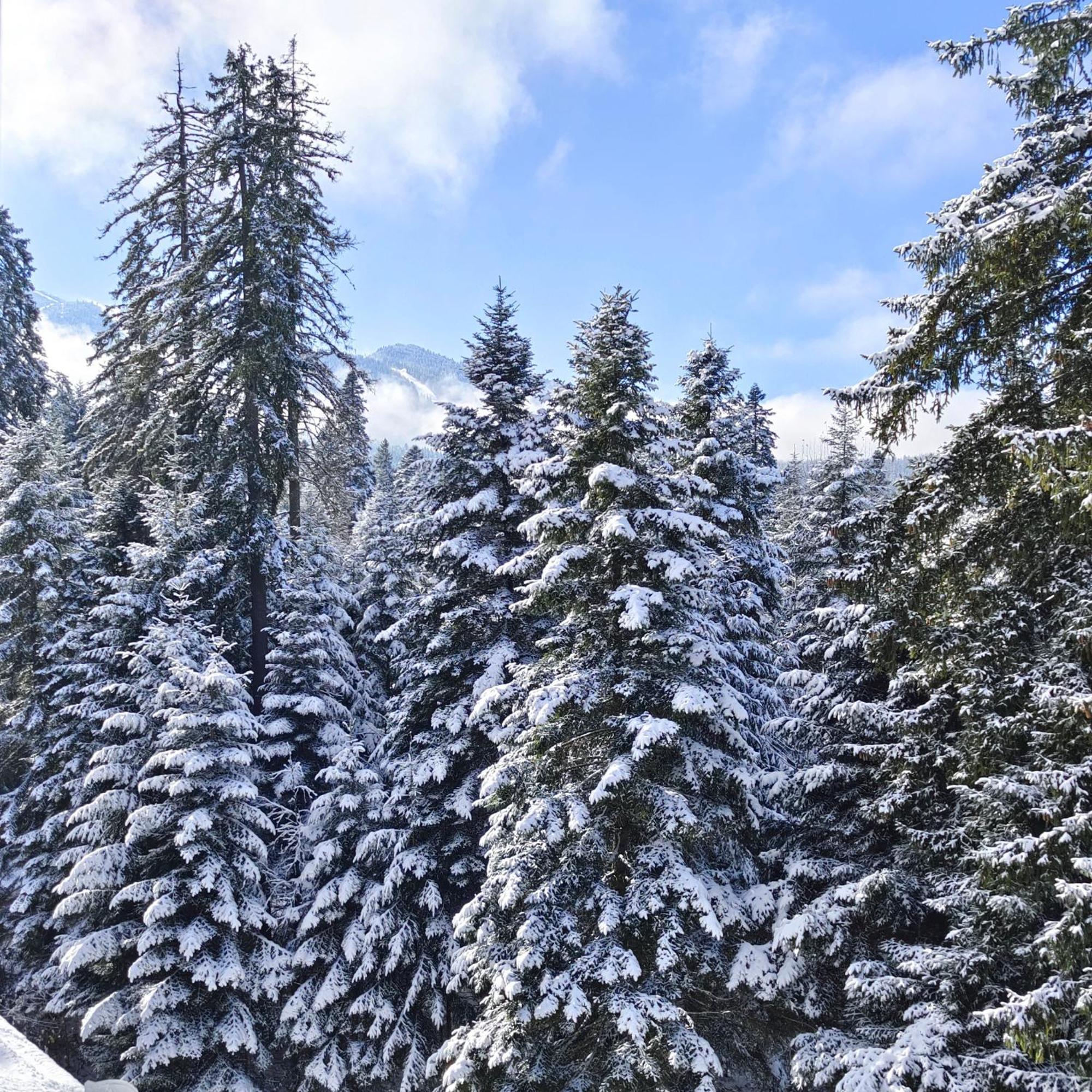 Borovets Dream Studio المظهر الخارجي الصورة